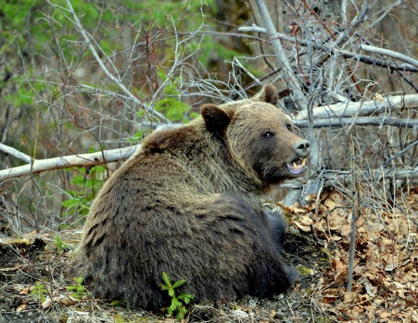 Grizzly Bear | Watson Lake, Yukon | May, 2013