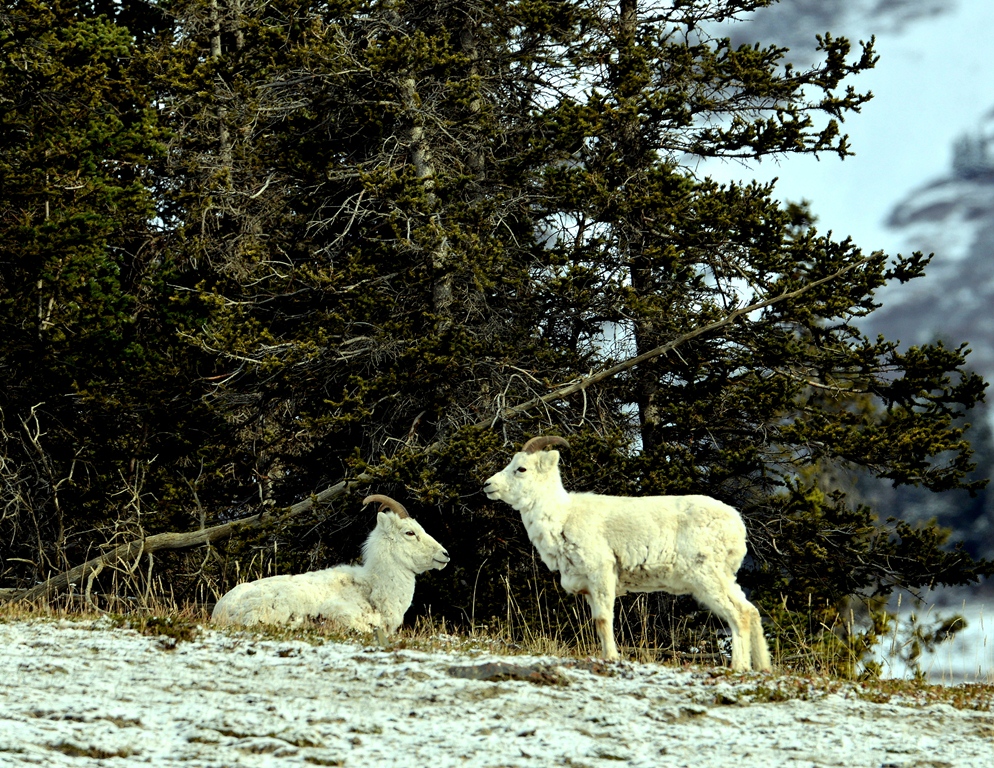 Dall Sheep – Females | Destruction Bay, Yukon | May, 2013