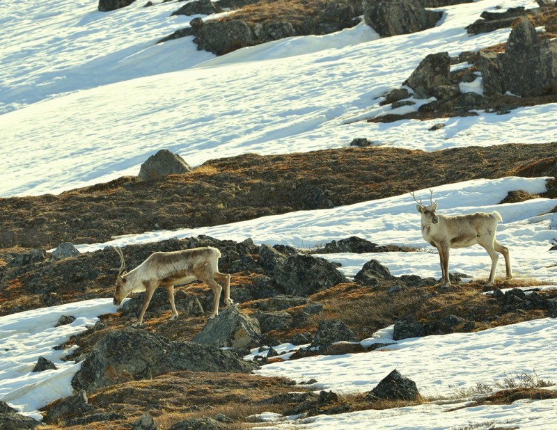 Caribou – Cows | Atigun Pass, Alaska | May, 2013
