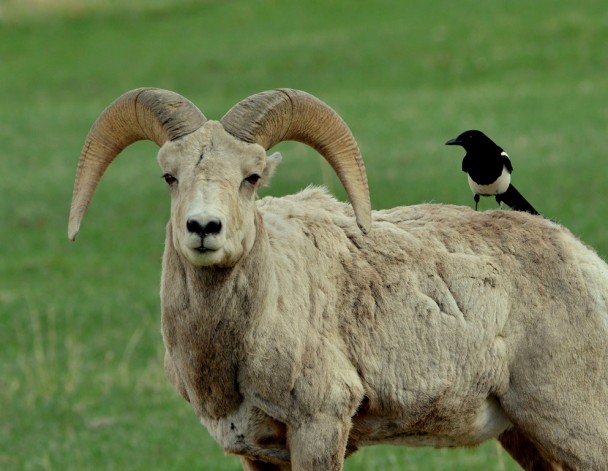 Bighorn Sheep – Ram | Cody, Wyoming | May, 2013