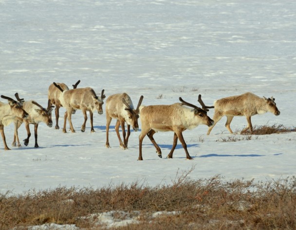 Caribou – Bulls | Deadhorse, Alaska | May, 2013