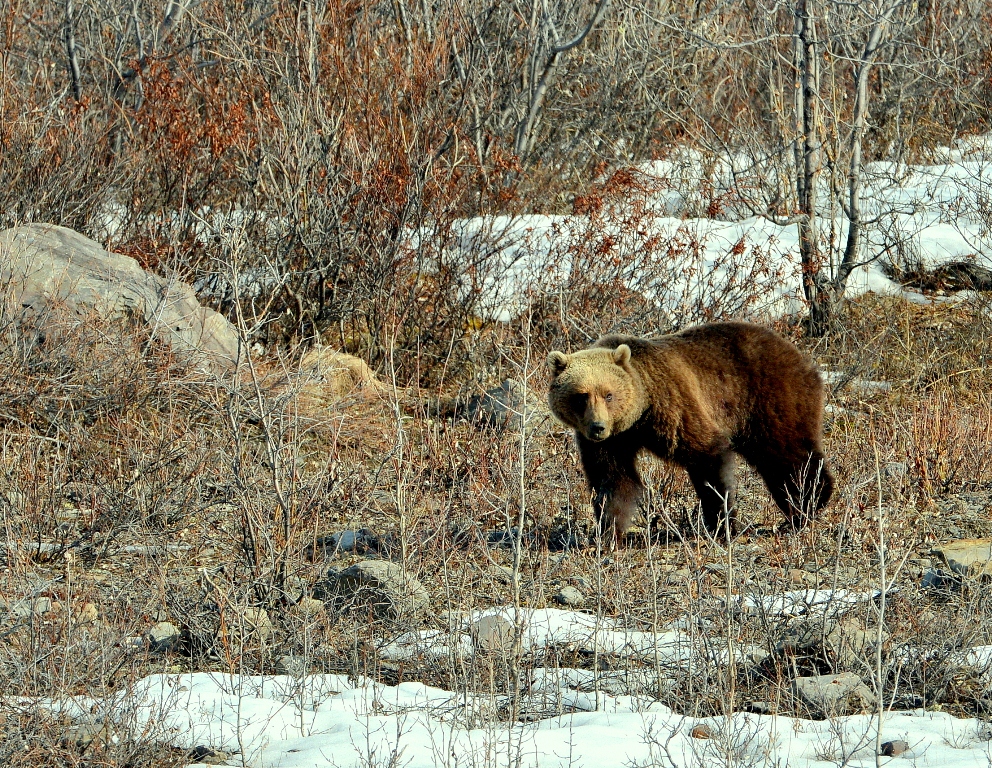Grizzly Bear – Female | Atigun Pass, Alaska | May,2013
