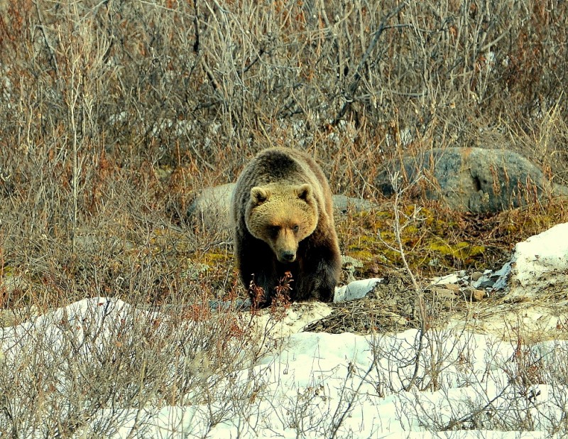 Grizzly Bear – Female | Atigun Pass, Alaska | May, 2013