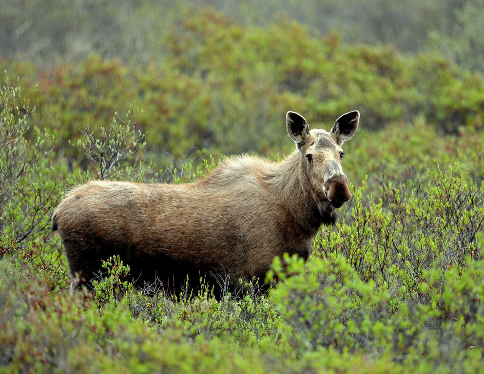Moose – Cow | Eagle Plains, Yukon | June, 2013