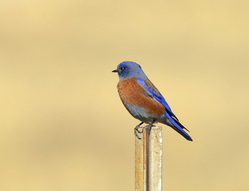 Western Bluebird – Male | Dulce, New Mexico | November, 2013
