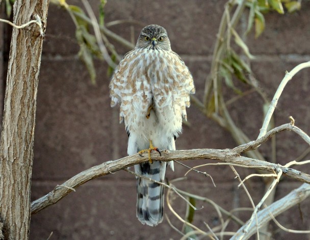 Coopers Hawk | Albuquerque, New Mexico | December, 2013