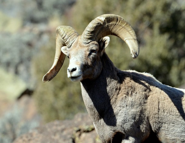 Bighorn Sheep – Ram | Pilar, New Mexico | February, 2014
