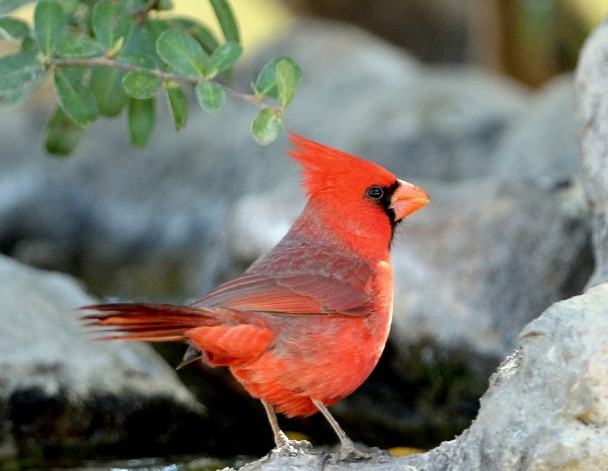 Northern Cardinal – Male | Portal, Arizona | February, 2014