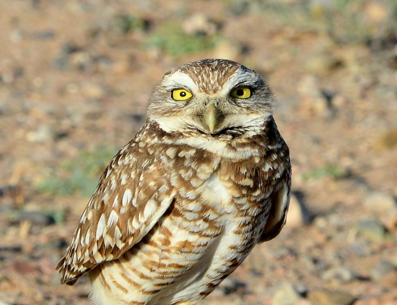 Burrowing Owl | Belen, New Mexico | March, 2014