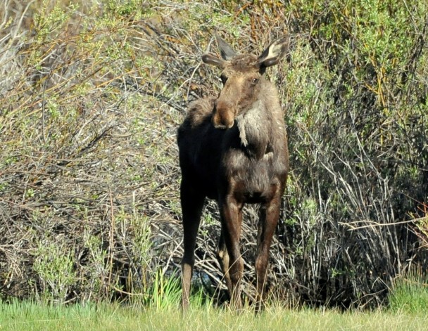Moose – Bull | Walden, Colorado | June, 2014