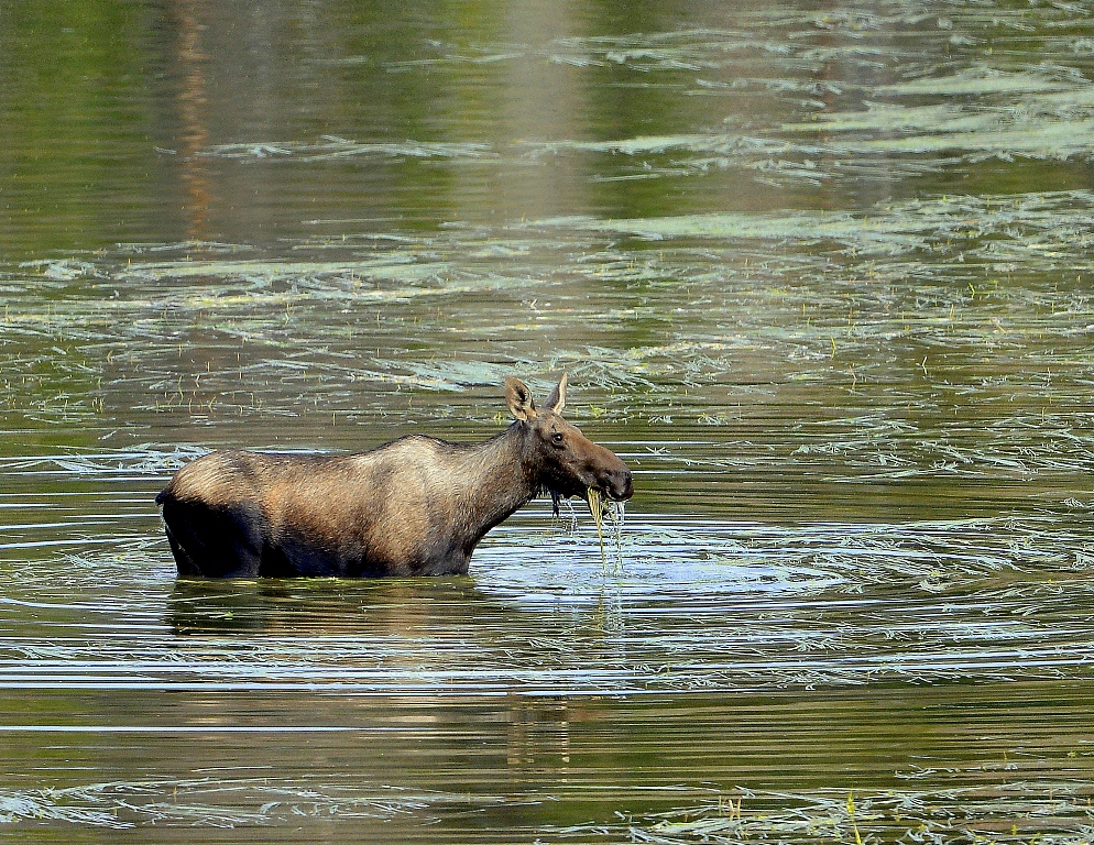 Moose – Cow | Walden, Colorado | August, 2014