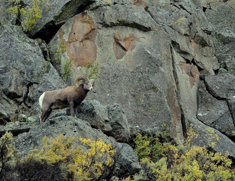 Bighorn Sheep – Ram | Pilar, New Mexico | October, 2014