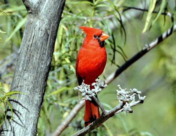 Northern Cardinal – Male | Portal, Arizona | November, 2014