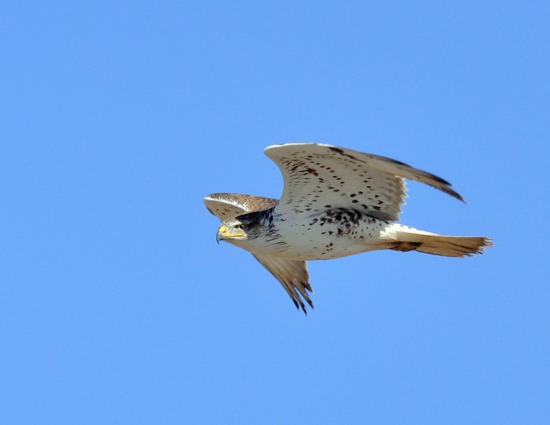 Ferruginous Hawk | Estancia, New Mexico | January, 2015