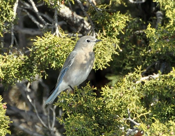Mountain Bluebird – Female | Cochiti, New Mexico | March, 2015