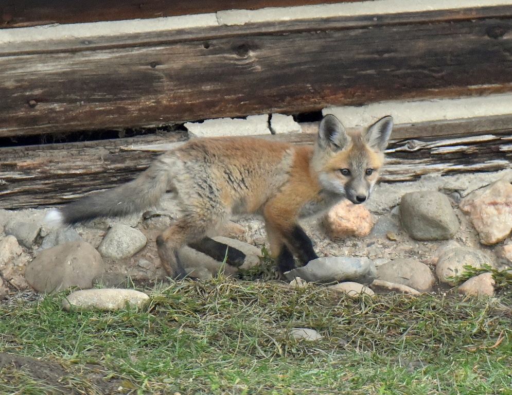 Red Fox –  Pup | Walden, Colorado | May, 2015