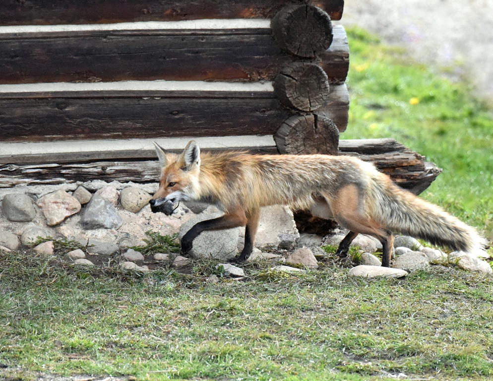 Red Fox – Female | Walden, Colorado | May, 2015
