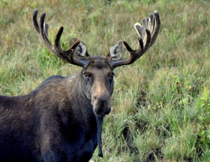 Moose – Bull | Walden, Colorado | August,2015