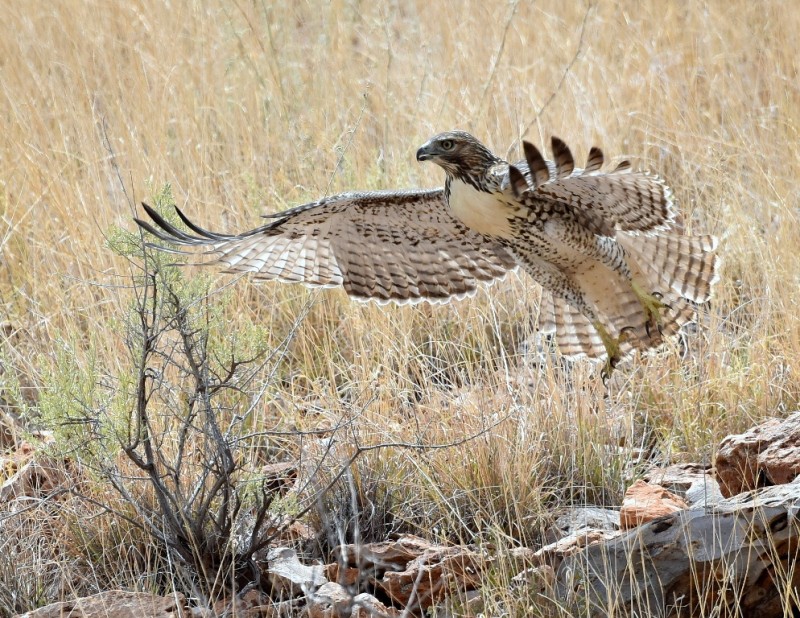 Red-tailed Hawk – Juvenile | Socorro, N. M. | August, 2015