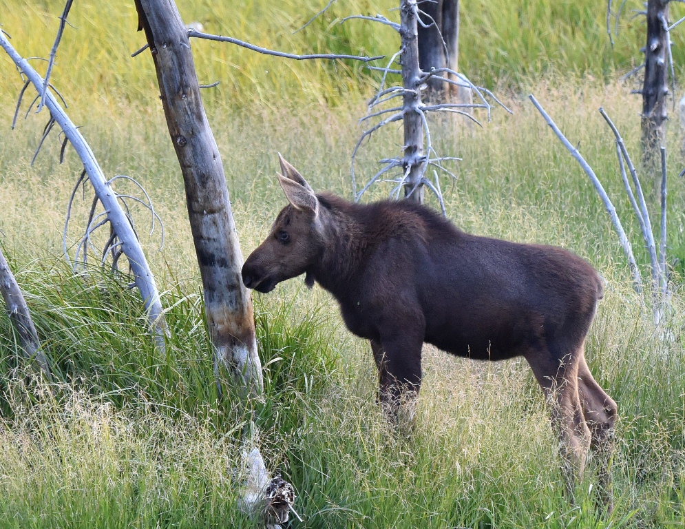 Moose – Juvenile | Walden, Colorado | August, 2015