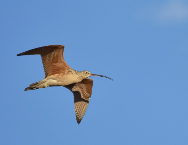 Long-billed Curlew | Estancia, New Mexico | September, 2015