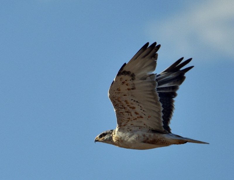Ferruginous Hawk | Estancia, New Mexico | September, 2015