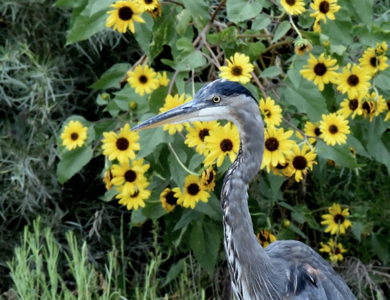 Great Blue Heron | Bosque del Apache | September, 2015