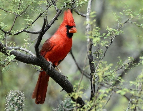 Northern Cardinal – Male | Portal, Arizona | October,2015