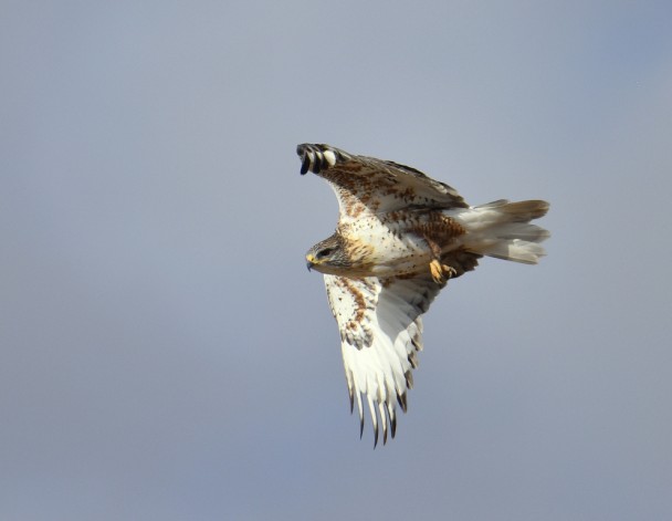 Ferruginous Hawk | Estancia, New Mexico | November, 2015