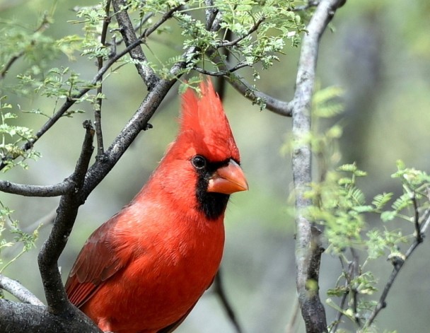 Northern Cardinal – Male | Portal, Arizona | October, 2015