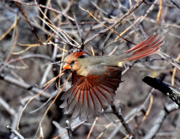 Northern Cardinal – Female | Portal, Arizona | January, 2016