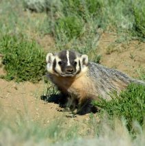 American Badger | Walden, Colorado | June, 2016