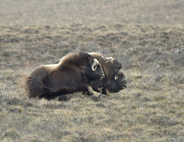 Musk Ox | Deadhorse, Alaska | May, 2016