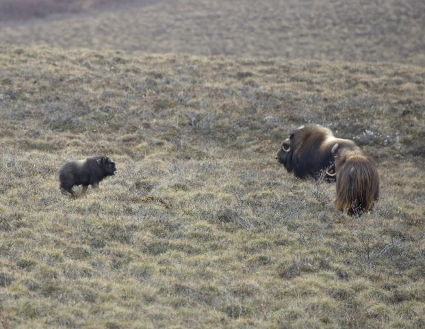 Musk Ox Cows and Calf | Deadhorse, AK, | May, 2016
