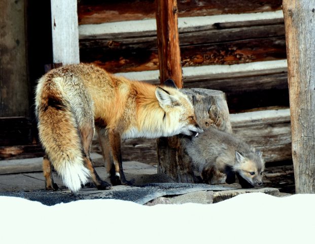 Red Fox and Cub | Walden, Colorado | May, 2016