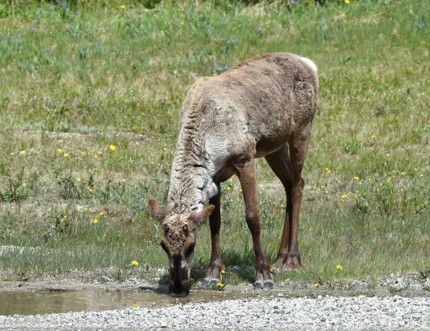 Caribou – Cow | Fort Nelson, British Columbia | June, 2016