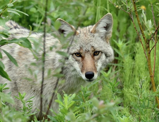Coyote | Ft. Nelson, British Columbia | June, 2016