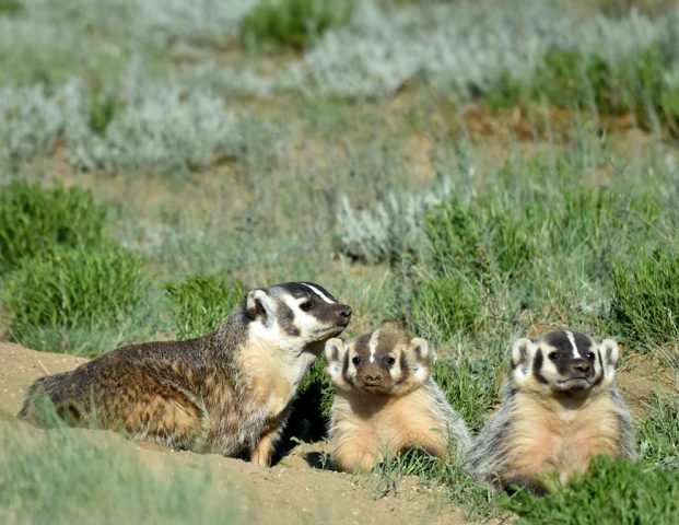 American Badger- Adult and Cubs | Walden, Colorado | May, 2016