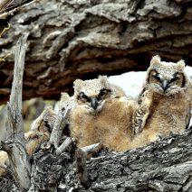 Great Horned Owl Fledglings | Alamosa, Colorado | May, 2016