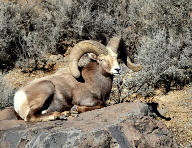 Bighorn Sheep – Ram | Pilar, New Mexico | January, 2017