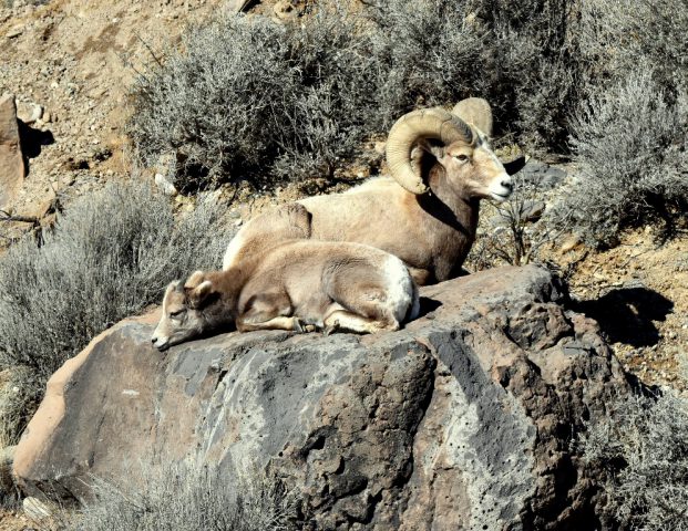Bighorn Sheep – Ram and Juvenile | Pilar, New Mexico | January, 2017