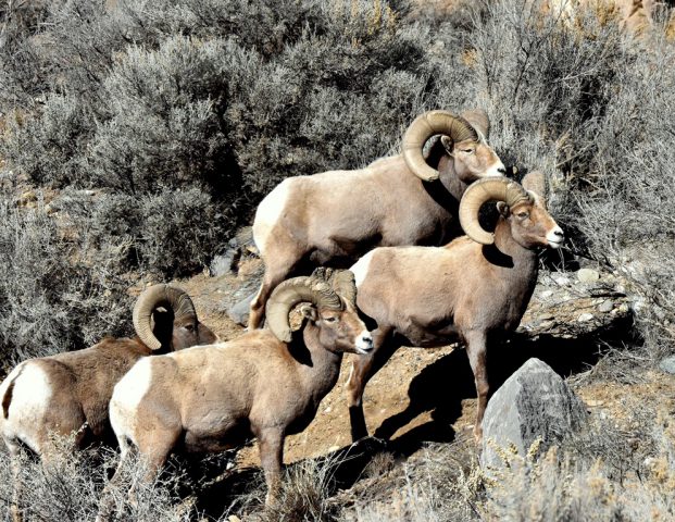 Bighorn Sheep – Rams | Pilar, New Mexico | January, 2017
