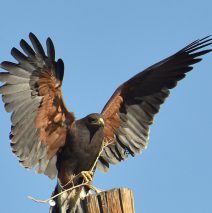Harris’s Hawk | Alamogordo, N.M. | February, 2017
