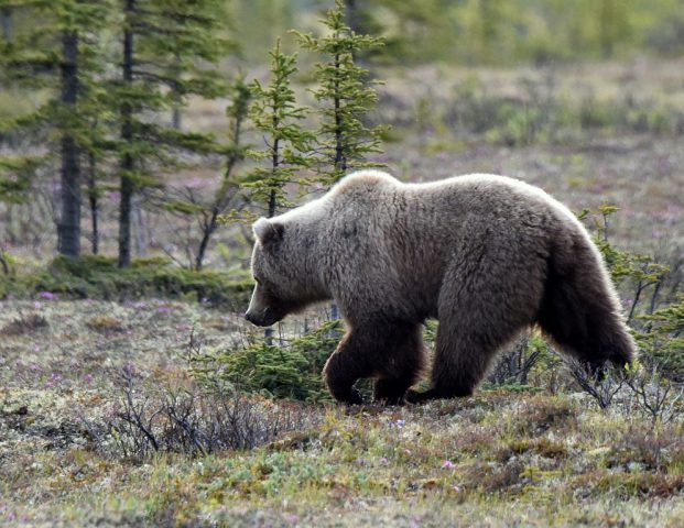 Grizzly Bear | Eagle Plains, Yukon | June, 2016