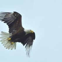 Bald Eagle | Valdez, Alaska | June, 2016