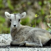 Stone Sheep – Lamb | Stone Mt., B.C. | June, 2016