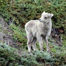 Bighorn Sheep – Lamb| Jasper, Alberta | June, 2016