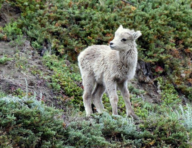 Bighorn Sheep – Lamb| Jasper, Alberta | June, 2016