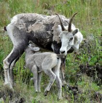 Stone Sheep – Ewe and Lamb | Stone Mt., B.C. | June, 2016