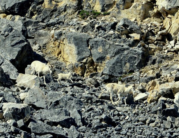 Dall Sheep – Ewes and Lamb | Eagle Plains, Yukon | June, 2016